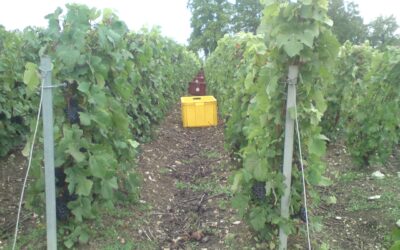 Pas besoin de demander ni d’obtenir une autorisation de cumul pour faire les vendanges !🍇